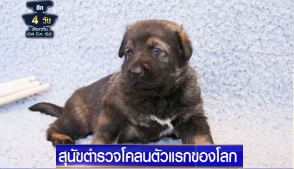 (คลิปข่าว) จีนเผยโฉม "สุนัขตำรวจโคลน" ตัวแรกของโลก