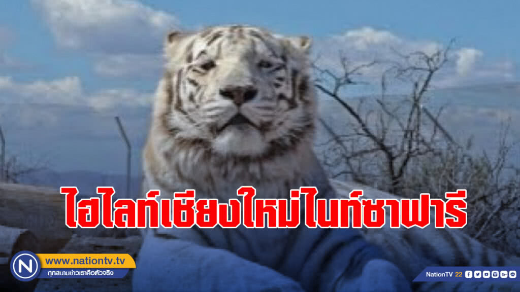 "เสือขาว"ไฮไลท์เชียงใหม่ไนท์ซาฟารี "เสือขาว"ไฮไลท์เชียงใหม่ไนท์ซาฟารี