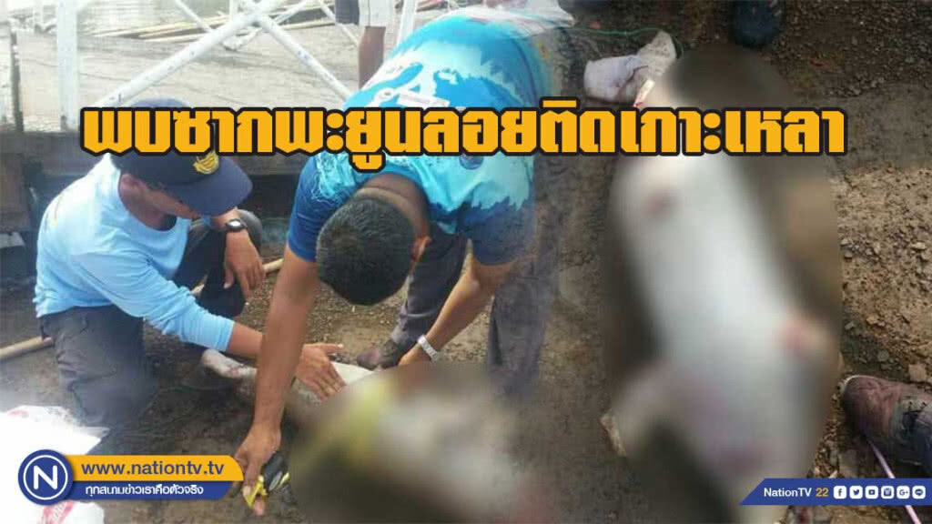 พบซากพะยูนลอยติดเกาะเหลา จนท.เร่งทำการพิสูจน์หาสาเหตุการตาย