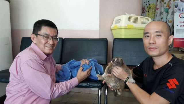 พบ​ "ลิงลมและลูกบ่าง"​ พลัดหลง​ หัวหน้าศูนย์ฯ เขาพระแทว​ รับไว้อนุบาลก่อนปล่อยคืนป่า