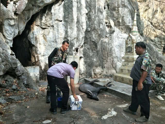 ชาวบ้านแจ้งพบเลียงผา ตายไม่ทราบสาเหตุ ในวัดถ้ำประกายแก้ว จ.สระบุรี