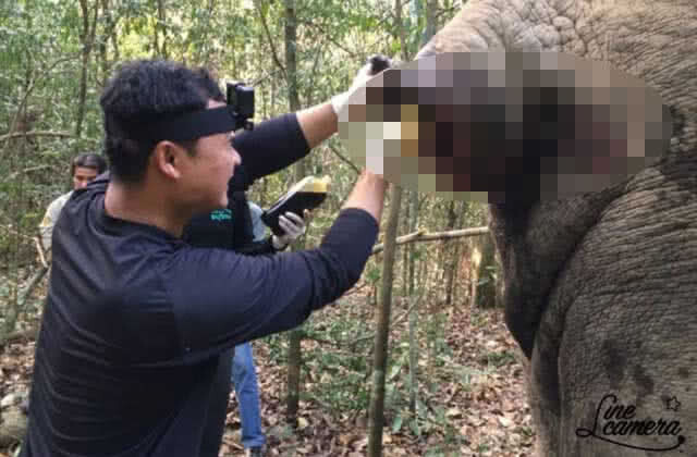 ปิดตำนาน "ด้วนด่านลอย" เจ้าหน้าที่ทำพิธีฝังกลบแล้ว คาดหางติดเชื้อ
