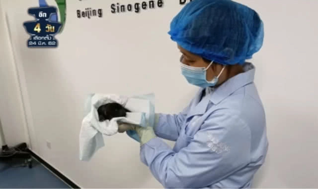 (คลิปข่าว) จีนเผยโฉม "สุนัขตำรวจโคลน" ตัวแรกของโลก