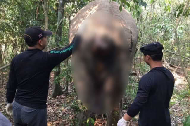 ปิดตำนาน "ด้วนด่านลอย" เจ้าหน้าที่ทำพิธีฝังกลบแล้ว คาดหางติดเชื้อ