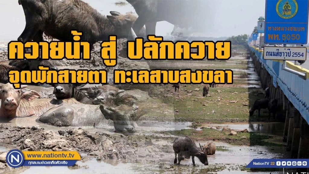 จากควายน้ำ สู่ปลักควาย ยามเมื่อแล้งมาเยือนลุ่มทะเลสาบสงขลา จากควายน้ำ สู่ปลักควาย ยามเมื่อแล้งมาเยือนลุ่มทะเลสาบสงขลา