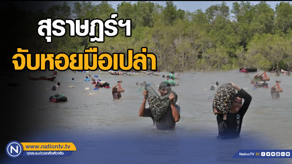 จับหอยมือเปล่า ทะเลสุราษฎร์ฯ