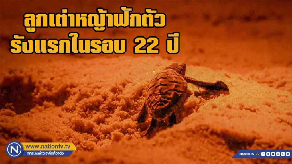 เฮลั่น!! ลูกเต่าหญ้ารังแรกในรอบ 22 ปี จำนวน 68 ตัว เฮลั่น!! ลูกเต่าหญ้ารังแรกในรอบ 22 ปี จำนวน 68 ตัว