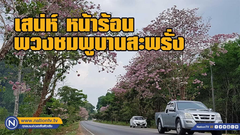 ตื่นตาเสน่ห์ หน้าร้อน พวงชมพูบานสะพรั่ง
