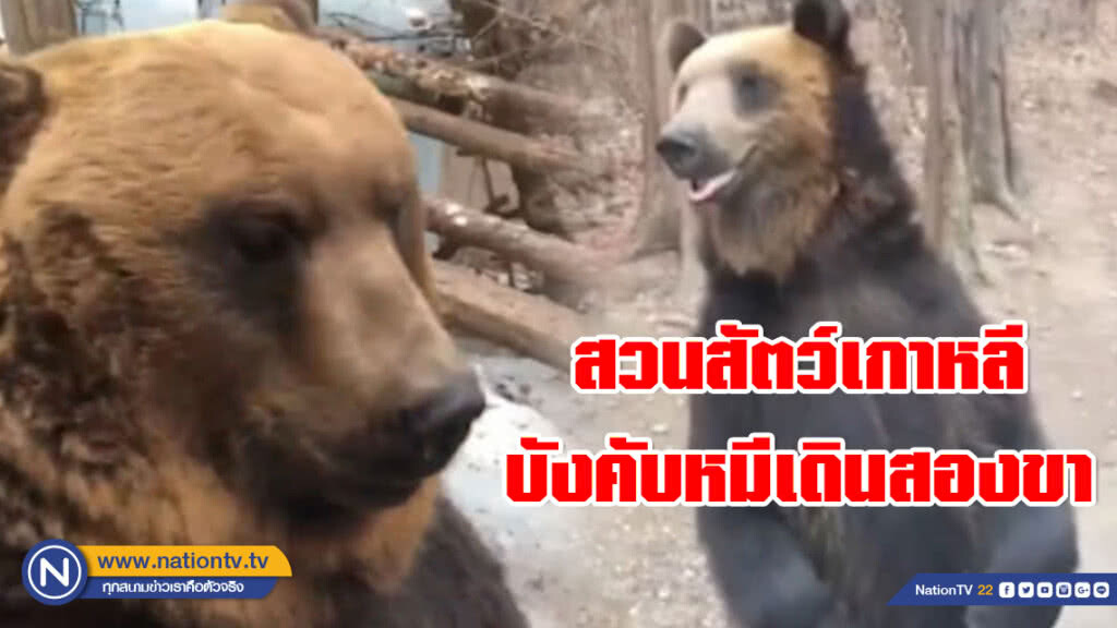 โซเชียลประนาม!!! สวนสัตว์เกาหลี บังคับหมีเดินสองขา โซเชียลประนาม!!! สวนสัตว์เกาหลี บังคับหมีเดินสองขา