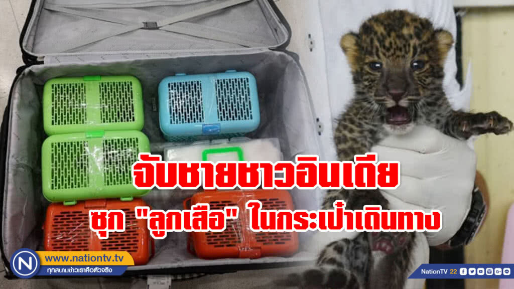 กรมอุทยานฯ ผงะ! ชายชาวอินเดียซุก "ลูกเสือ" ในกระเป๋าเดินทาง