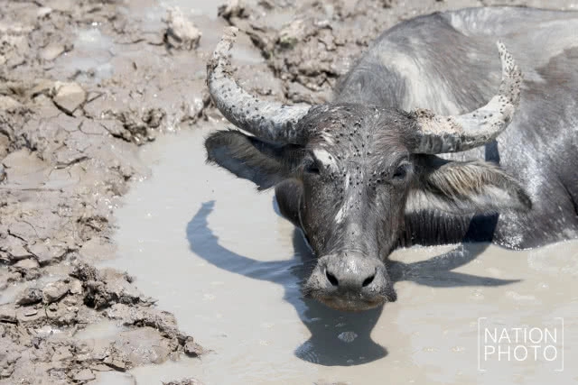 จากควายน้ำ สู่ปลักควาย ยามเมื่อแล้งมาเยือนลุ่มทะเลสาบสงขลา