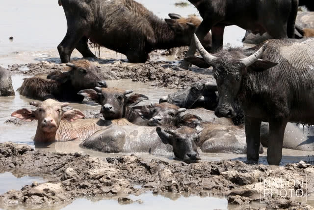 จากควายน้ำ สู่ปลักควาย ยามเมื่อแล้งมาเยือนลุ่มทะเลสาบสงขลา