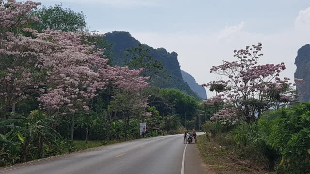 ตื่นตาเสน่ห์ หน้าร้อน พวงชมพูบานสะพรั่ง