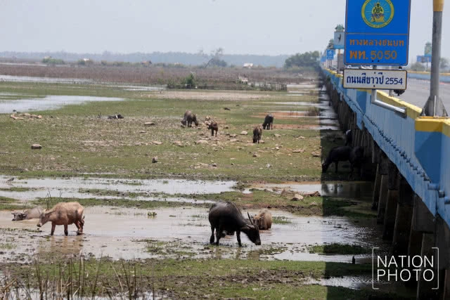 จากควายน้ำ สู่ปลักควาย ยามเมื่อแล้งมาเยือนลุ่มทะเลสาบสงขลา