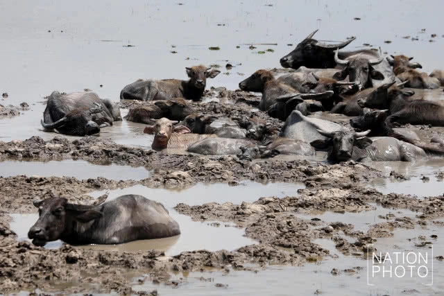 จากควายน้ำ สู่ปลักควาย ยามเมื่อแล้งมาเยือนลุ่มทะเลสาบสงขลา