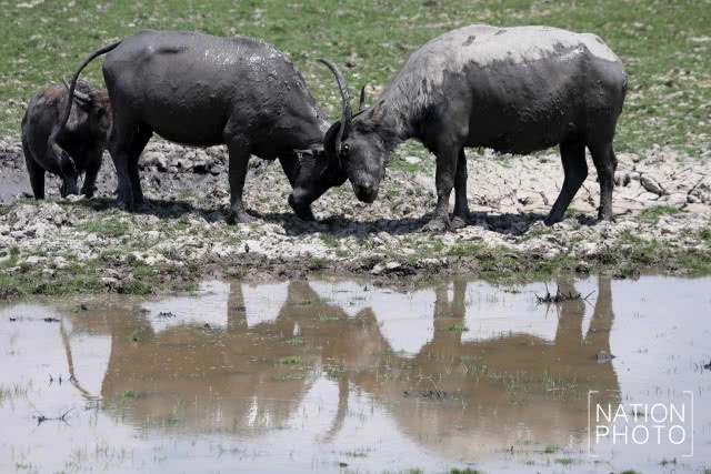 จากควายน้ำ สู่ปลักควาย ยามเมื่อแล้งมาเยือนลุ่มทะเลสาบสงขลา