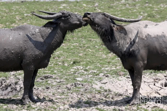 จากควายน้ำ สู่ปลักควาย ยามเมื่อแล้งมาเยือนลุ่มทะเลสาบสงขลา