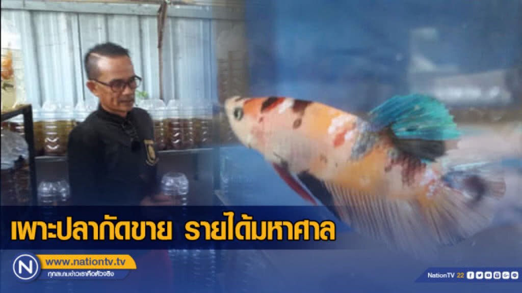เพาะปลากัดขาย รายได้มหาศาล