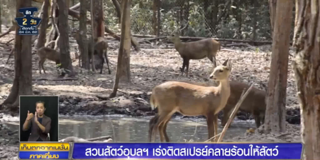 (คลิปข่าว) สวนสัตว์ เร่งติดสเปรย์พ่นหมอกน้ำคลายร้อนให้สัตว์