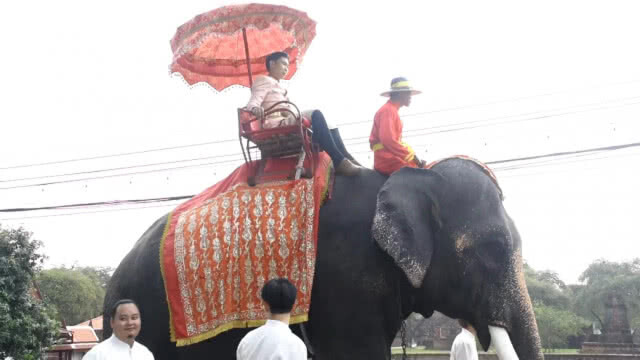 ขี่ช้างสู่ขอเจ้าสาว พร้อมรณรงค์เลือกตั้ง