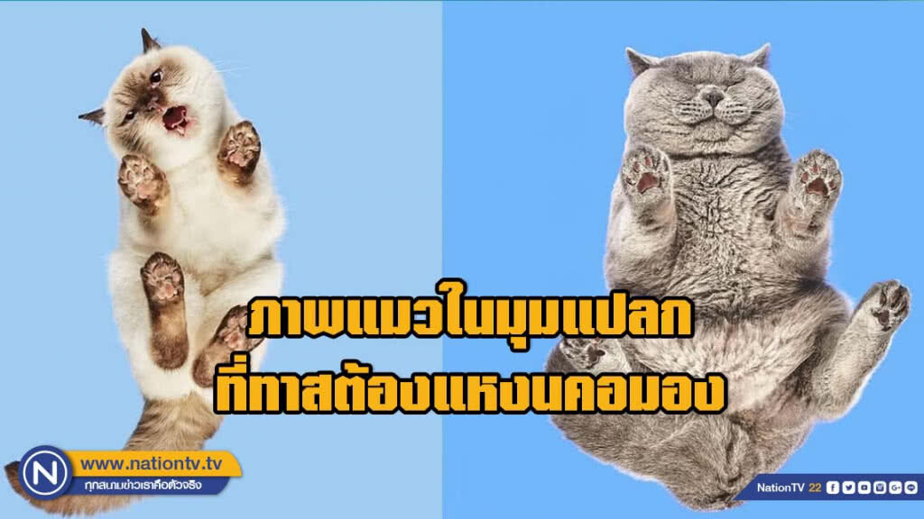 ภาพแมวในมุมแปลก...ที่ทาสต้องแหงนคอมอง ภาพแมวในมุมแปลก...ที่ทาสต้องแหงนคอมอง