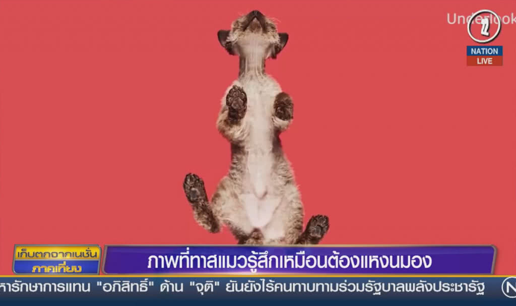 (คลิปข่าว) ภาพที่ทาสแมวรู้สึกเหมือนต้องแหงนมอง (คลิปข่าว) ภาพที่ทาสแมวรู้สึกเหมือนต้องแหงนมอง