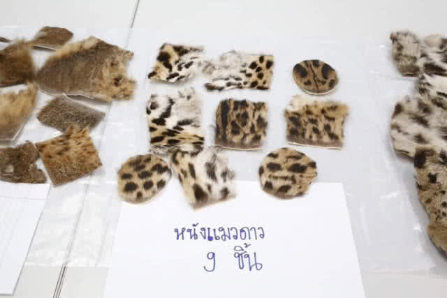 ยึดซากเสือสัตว์ป่าคุ้มครองมูลค่ากว่า 4 แสนบาท