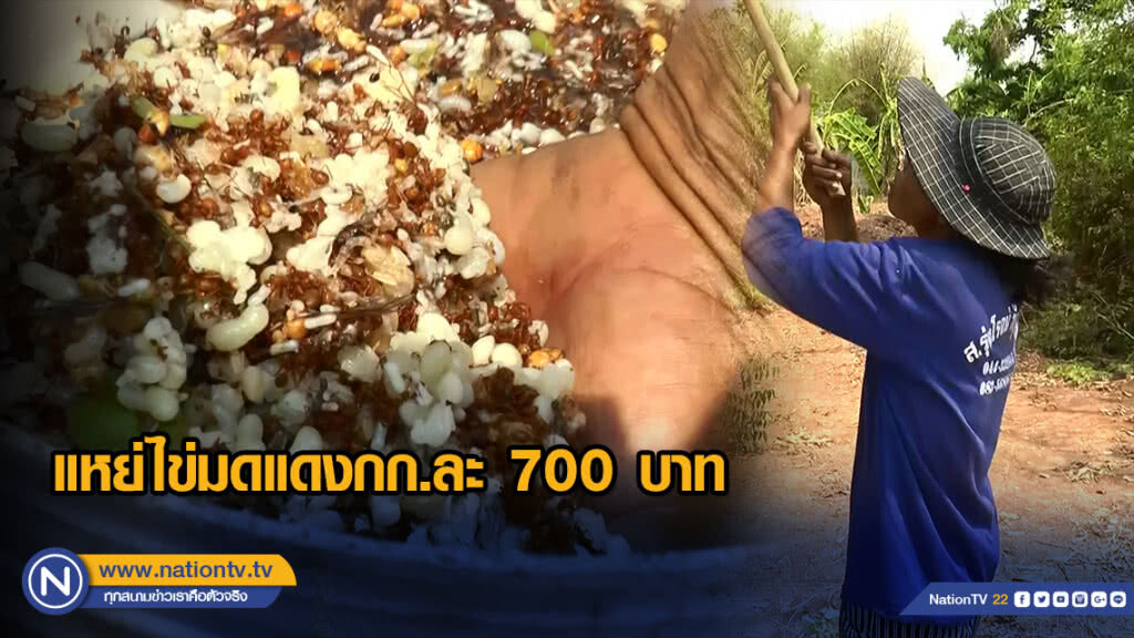 แปรวิกฤติแล้งเป็นโอกาส แหย่ไข่มดแดงได้สูงถึงกก.ละ 700 บาท