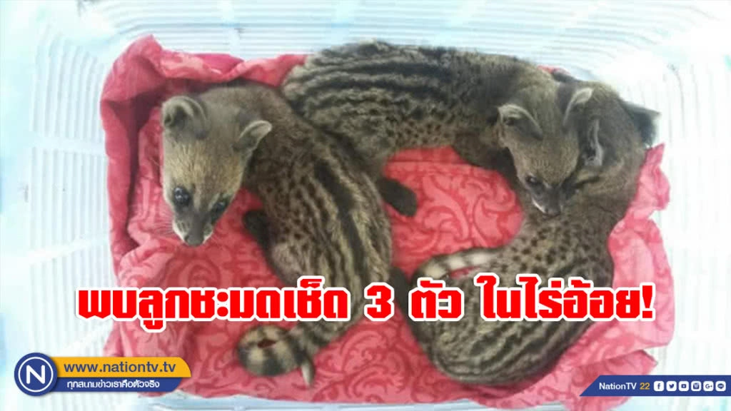 พบลูกชะมดเช็ด 3 ตัว ในไร่อ้อย! ผู้ใหญ่บ้านแจ้งเขตฯ ห้วยขาแข้ง รับไปดูแล