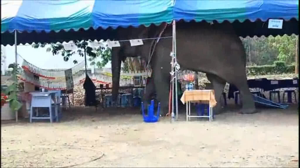 "พี่ใหญ่ สลักพระ" ช้างป่าตาบอด วนเวียนในสวนชาวบ้าน