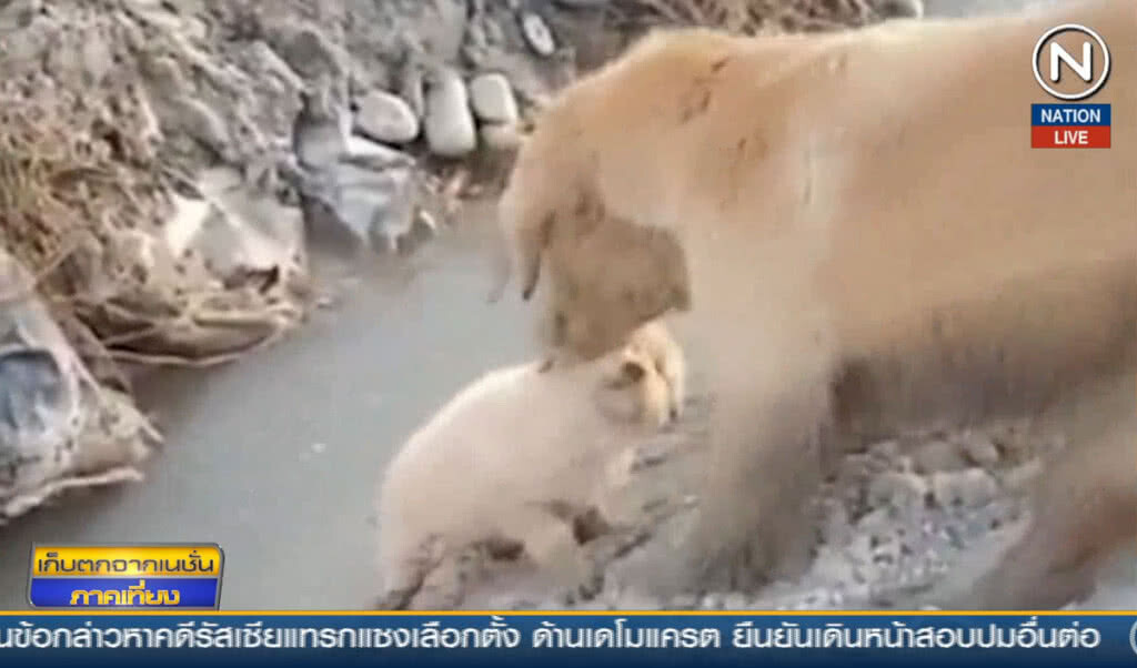 (คลิปข่าว) แม่สุนัขช่วยลูกตกคูน้ำ (คลิปข่าว) แม่สุนัขช่วยลูกตกคูน้ำ