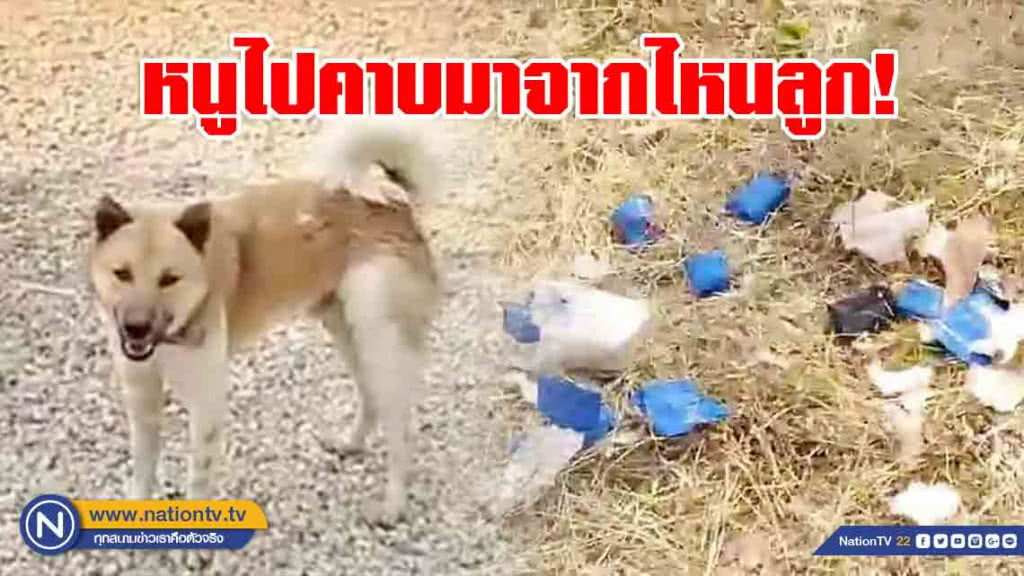 "เจ้าตูบ" แสนรู้!!! คาบยานรกหลายพันเม็ด มาทิ้งในหมู่บ้าน