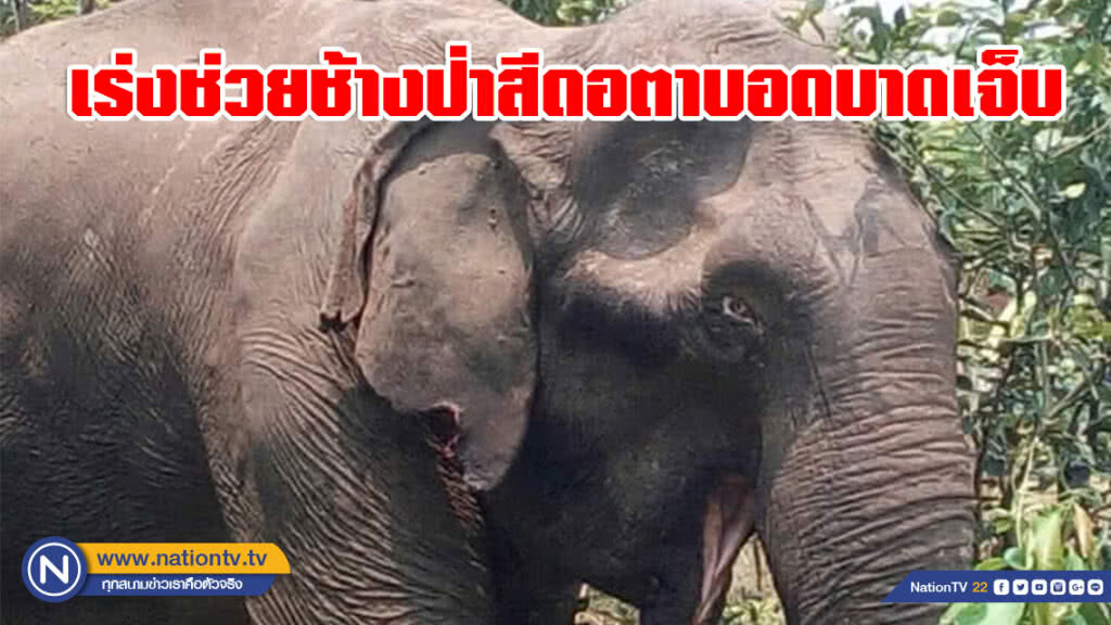 เร่งช่วยช้างป่าสีดอตาบอด​ พบแผลที่งวง​ ใบหูและขา​ คาดต่อสู้กับช้างป่าด้วยกัน