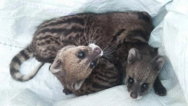 พบลูกชะมดเช็ด 3 ตัว ในไร่อ้อย! ผู้ใหญ่บ้านแจ้งเขตฯ ห้วยขาแข้ง รับไปดูแล