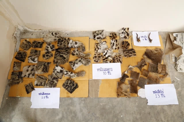 รวบหนุ่มโพสต์ขายหนัง-ซากสัตว์ป่าคุ้มครอง