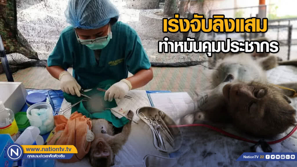 ชลบุรี​เร่งจับลิงแสม​ ทำหมันคุมประชากร