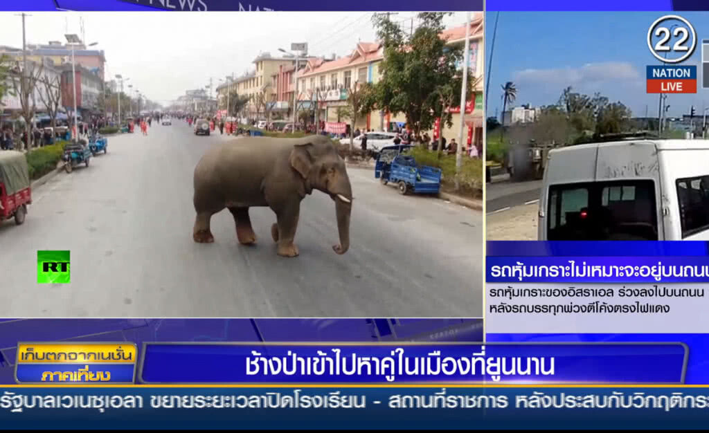 (คลิปข่าว) ช้างป่าเข้าไปหาคู่ในเมือง ที่ยูนนาน (คลิปข่าว) ช้างป่าเข้าไปหาคู่ในเมือง ที่ยูนนาน