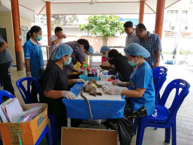 ชลบุรี​เร่งจับลิงแสม​ ทำหมันคุมประชากร