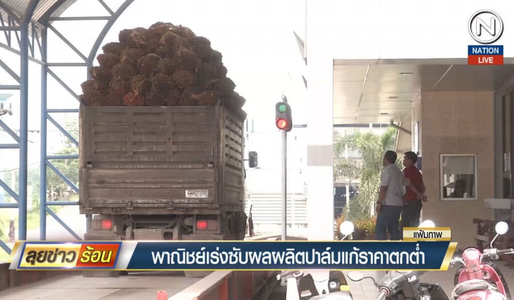 (คลิปข่าว) พาณิชย์เร่งซับผลผลิตปาล์มแก้ราคาตกต่ำ (คลิปข่าว) พาณิชย์เร่งซับผลผลิตปาล์มแก้ราคาตกต่ำ