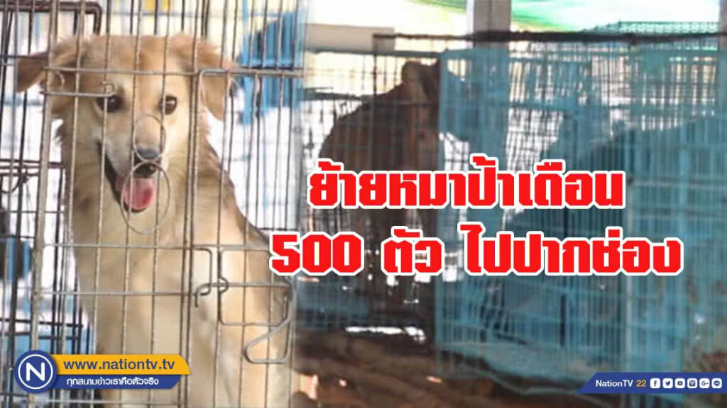 ย้ายหมาป้าเดือน 500 ตัว ไปปากช่อง