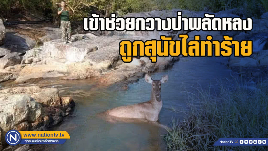 หน่วยพิทักษ์อช.ธารเสด็จ- เกาะพะงัน เข้าช่วยกวางป่าพลัดหลงถูกสุนัขไล่ทำร้าย พบมีรอยถลอกเล็กน้อย