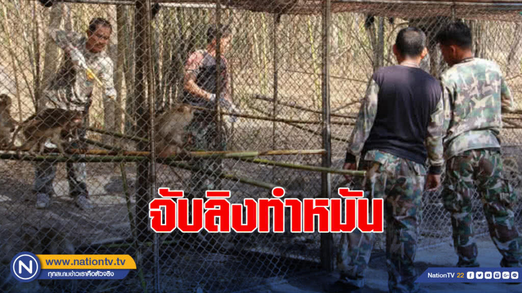 จับลิงทำหมันเพื่อลดความเดือดร้อนชุมชน จับลิงทำหมันเพื่อลดความเดือดร้อนชุมชน
