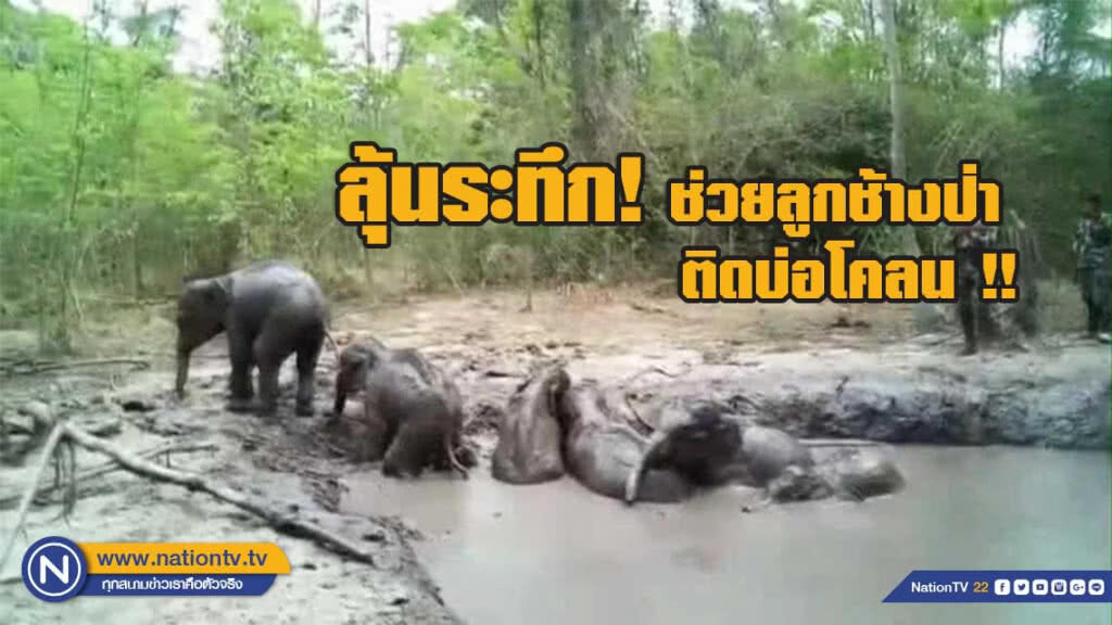 เผยคลิป ..ลุ้นระทึก ช่วยลูกช้างป่า 6 ตัวติดบ่อโคลน !!
