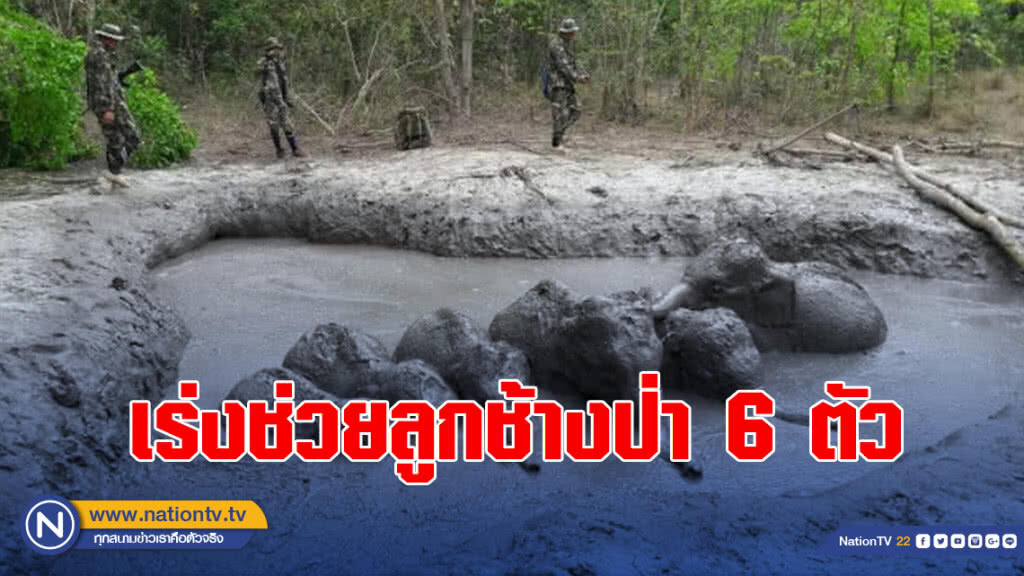 เร่งช่วยลูกช้างป่า 6 ตัว ตกบ่อโคลน โป่งดินเก่า ในเขตอุทยานแห่งชาติทับลาน