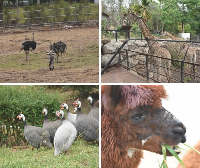 Chic-In : พาโค่ โฮเทล เขาใหญ่ โรงแรมใหม่ บรรยากาศรื่นรมย์ เงียบสงบ คาเฟ่เก๋ อาหารอร่อย