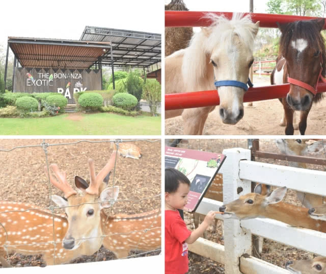 Chic-In : พาโค่ โฮเทล เขาใหญ่ โรงแรมใหม่ บรรยากาศรื่นรมย์ เงียบสงบ คาเฟ่เก๋ อาหารอร่อย