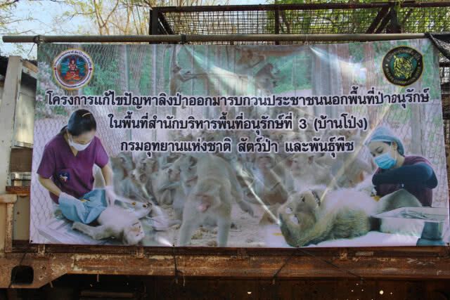 จับลิงทำหมันเพื่อลดความเดือดร้อนชุมชน