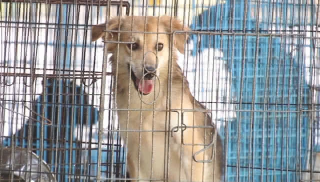 ย้ายหมาป้าเดือน 500 ตัว ไปปากช่อง