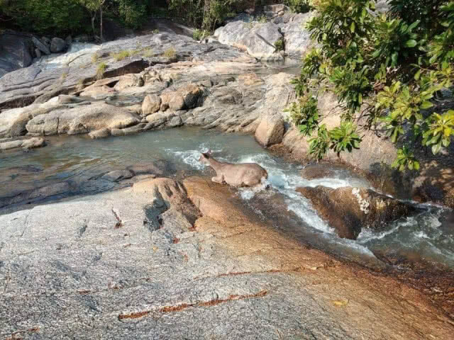 หน่วยพิทักษ์อช.ธารเสด็จ- เกาะพะงัน เข้าช่วยกวางป่าพลัดหลงถูกสุนัขไล่ทำร้าย พบมีรอยถลอกเล็กน้อย