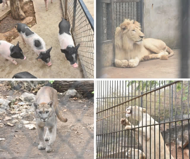 Chic-In : พาโค่ โฮเทล เขาใหญ่ โรงแรมใหม่ บรรยากาศรื่นรมย์ เงียบสงบ คาเฟ่เก๋ อาหารอร่อย